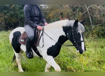 Cob, Wałach, 5 lat, 148 cm, Srokata
