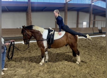 Cob, Wałach, 5 lat, 150 cm, Srokata
