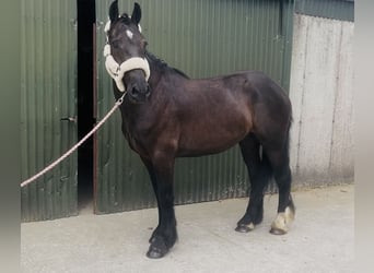 Cob, Wałach, 5 lat, 155 cm, Kara
