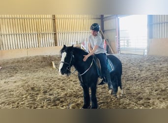 Cob, Wałach, 6 lat, 125 cm, Kara