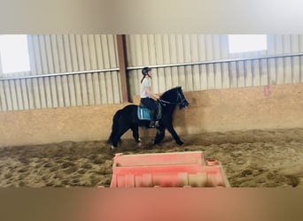 Cob, Wałach, 6 lat, 125 cm, Kara