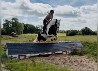 Cob, Wałach, 6 lat, 156 cm, Srokata