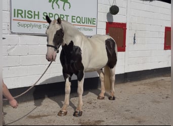 Cob, Wałach, 6 lat, 156 cm, Srokata