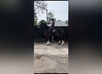 Cob, Wałach, 8 lat, 163 cm, Gniada