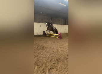 Cob, Wałach, 8 lat, 163 cm, Gniada