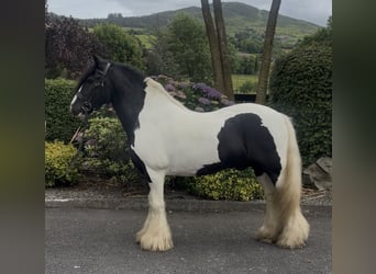 Cob, Wałach, 9 lat, 138 cm, Tobiano wszelkich maści