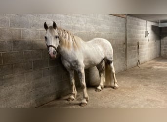 Cob, Wałach, 10 lat, 156 cm, Siwa