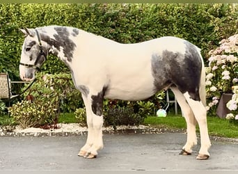 Cob, Wałach, 3 lat, 153 cm, Siwa jabłkowita