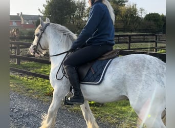 Cob, Wałach, 4 lat, 135 cm, Karodereszowata