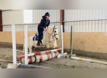 Cob, Wałach, 5 lat, 130 cm, Izabelowata