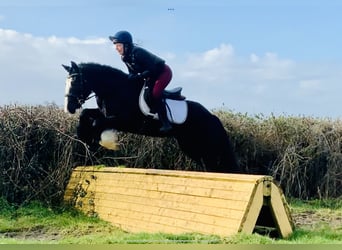 Cob, Wałach, 5 lat, 148 cm, Kara