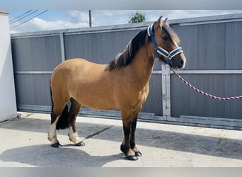 Cob, Wałach, 7 lat, 133 cm, Bułana