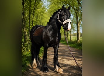 Cob, Wallach, 10 Jahre, 138 cm, Rappe
