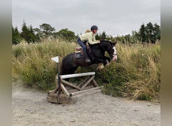 Cob, Wallach, 10 Jahre, 147 cm, Rappe