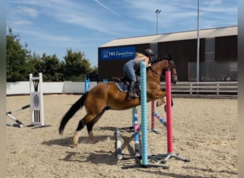 Cob, Wallach, 11 Jahre, 155 cm, Rotbrauner