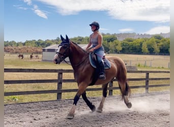 Cob, Wallach, 11 Jahre, 155 cm, Rotbrauner