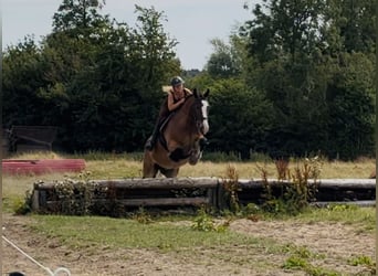 Cob, Wallach, 11 Jahre, 155 cm, Rotbrauner