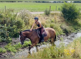 Cob, Wallach, 11 Jahre, 155 cm, Rotbrauner