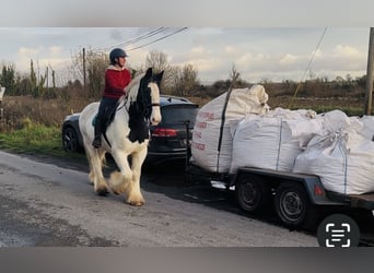 Cob, Wallach, 11 Jahre, 163 cm, Tigerschecke