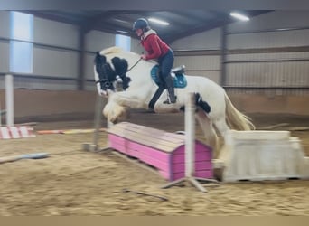 Cob, Wallach, 11 Jahre, 163 cm, Tigerschecke