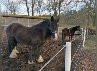 Cob, Wallach, 12 Jahre, 152 cm, Schwarzbrauner