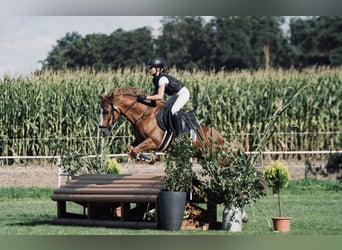 Cob Mix, Wallach, 13 Jahre, 144 cm, Fuchs