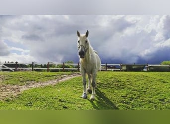 Cob, Wallach, 14 Jahre, 150 cm, Schimmel