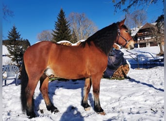 Cob, Wallach, 14 Jahre, 170 cm, Brauner