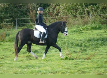 Cob, Wallach, 14 Jahre, Rappe