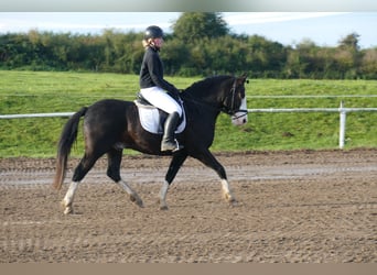 Cob, Wallach, 14 Jahre, Rappe