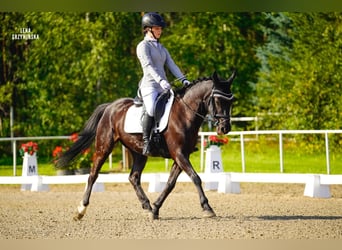 Cob, Wallach, 15 Jahre, 144 cm, Rappe