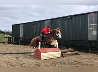 Cob, Wallach, 15 Jahre, 163 cm, Fuchs