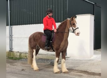 Cob, Wallach, 15 Jahre, 163 cm, Fuchs