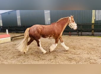 Cob, Wallach, 15 Jahre, 163 cm, Fuchs