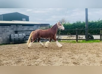Cob, Wallach, 15 Jahre, 163 cm, Fuchs