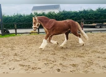 Cob, Wallach, 15 Jahre, 163 cm, Fuchs