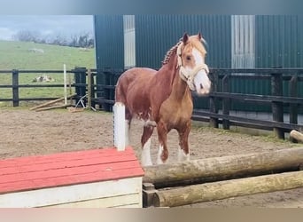 Cob, Wallach, 15 Jahre, 163 cm, Fuchs