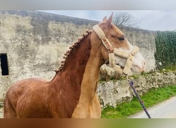 Cob, Wallach, 15 Jahre, 163 cm, Fuchs