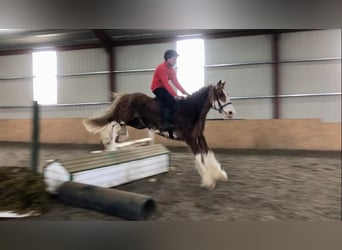 Cob, Wallach, 15 Jahre, 163 cm, Fuchs