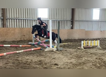 Cob, Wallach, 17 Jahre, 120 cm, Schecke