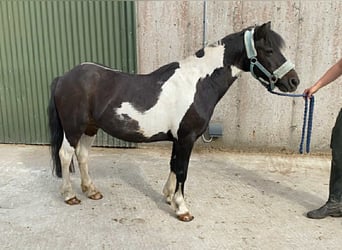 Cob, Wallach, 17 Jahre, 120 cm, Schecke