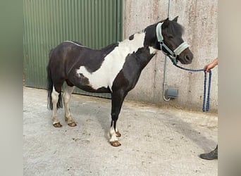 Cob, Wallach, 17 Jahre, 120 cm, Schecke