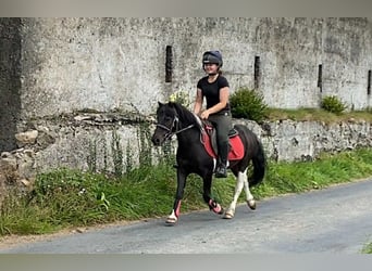 Cob, Wallach, 17 Jahre, 120 cm, Schecke