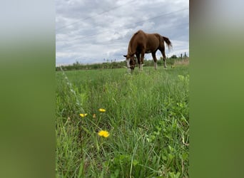 Cob, Wallach, 17 Jahre, 168 cm, Fuchs
