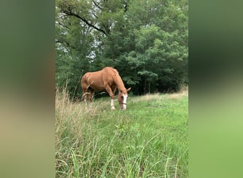 Cob, Wallach, 17 Jahre, 168 cm, Fuchs