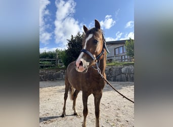 Cob Mix, Wallach, 3 Jahre, 135 cm, Dunkelfuchs