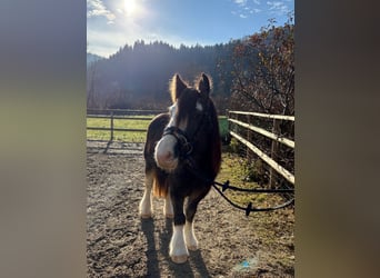 Cob, Wallach, 3 Jahre, 146 cm, Braunfalbschimmel