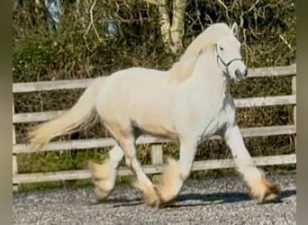 Cob, Wallach, 3 Jahre, 152 cm, Apfelschimmel