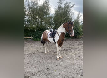 Cob, Wallach, 3 Jahre, 152 cm, Hellbrauner
