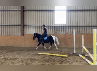 Cob, Wallach, 4 Jahre, 124 cm, Schecke
